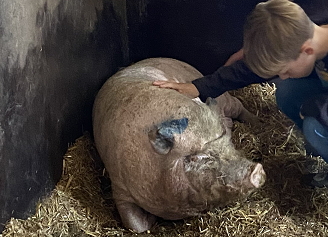 Im Schweinestall bei der Glückswiese